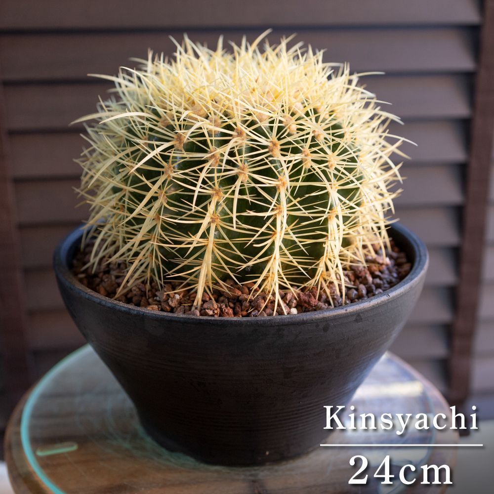 発根済】24cm 金鯱 サボテン 8号 多肉植物 ドライガーデン 金シャチ