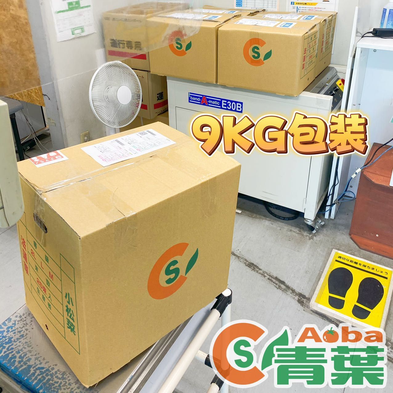 無農薬ミニトマト 9kg 甘い 濃厚 茨城県産 農園直送 農家直送 青葉農園