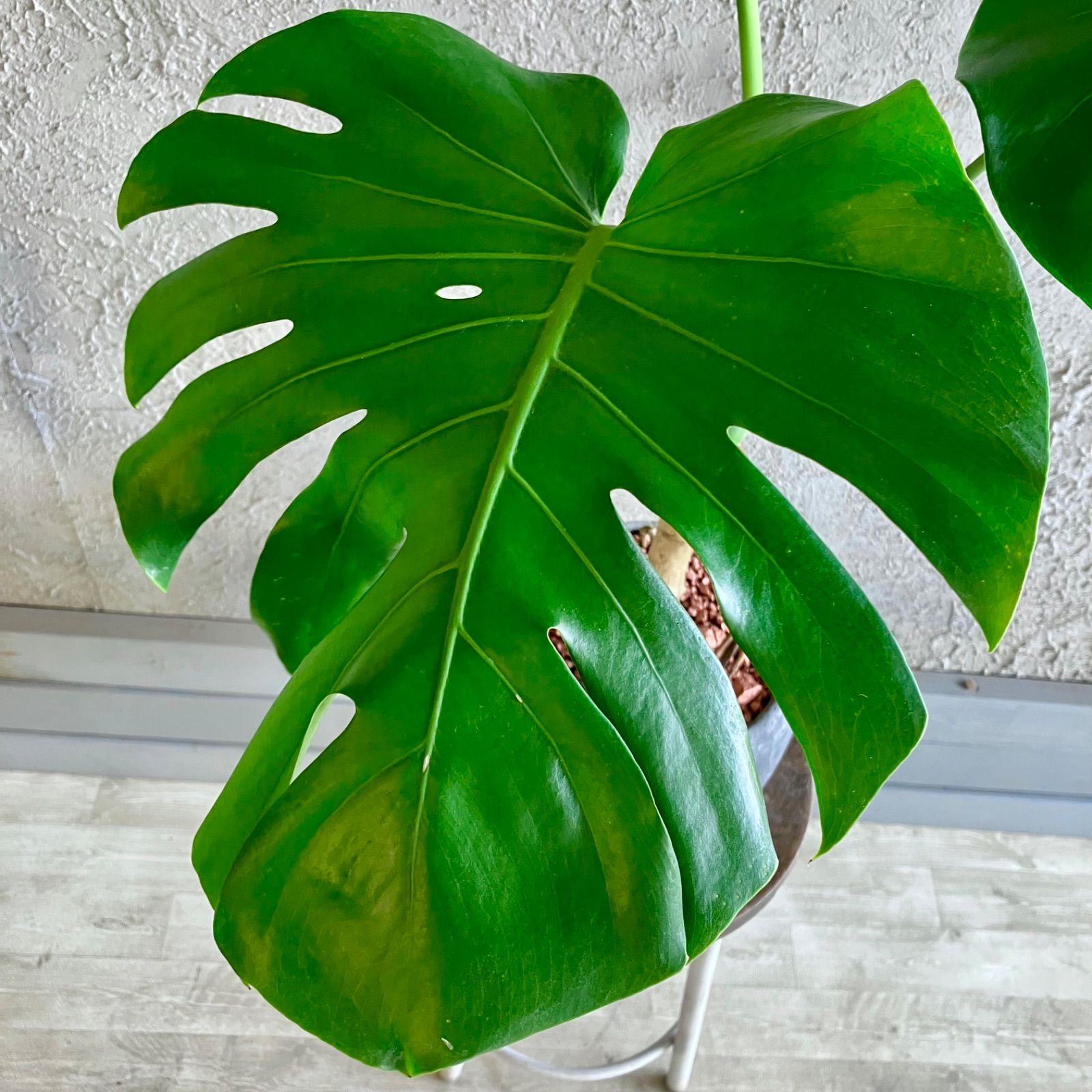 メ*ル様 モンステラ　デリシオーサ　根上がり　観葉植物　7号　約100センチ　2 観葉植物】モンステラ デリシオーサ 7号 鉢カラー/ブラック