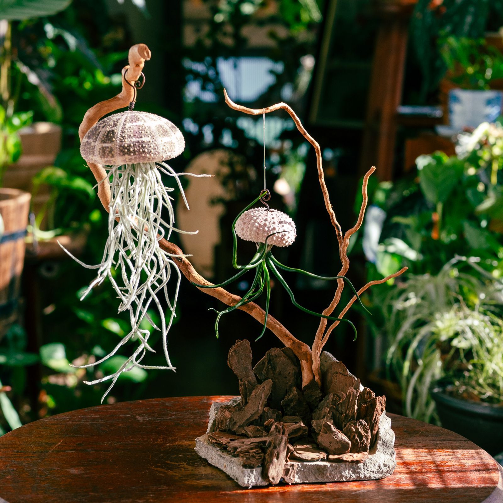 これはクラゲか、エイリアンか。】𖣔 チランジア・ブルボーサ