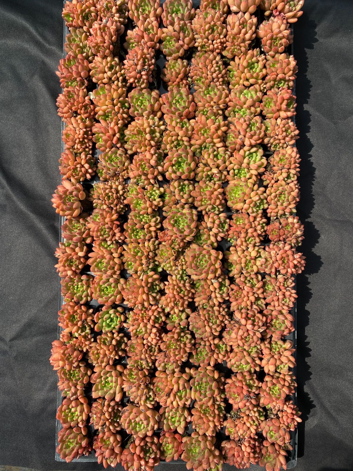 A様 専用2 11点 - メルカリ