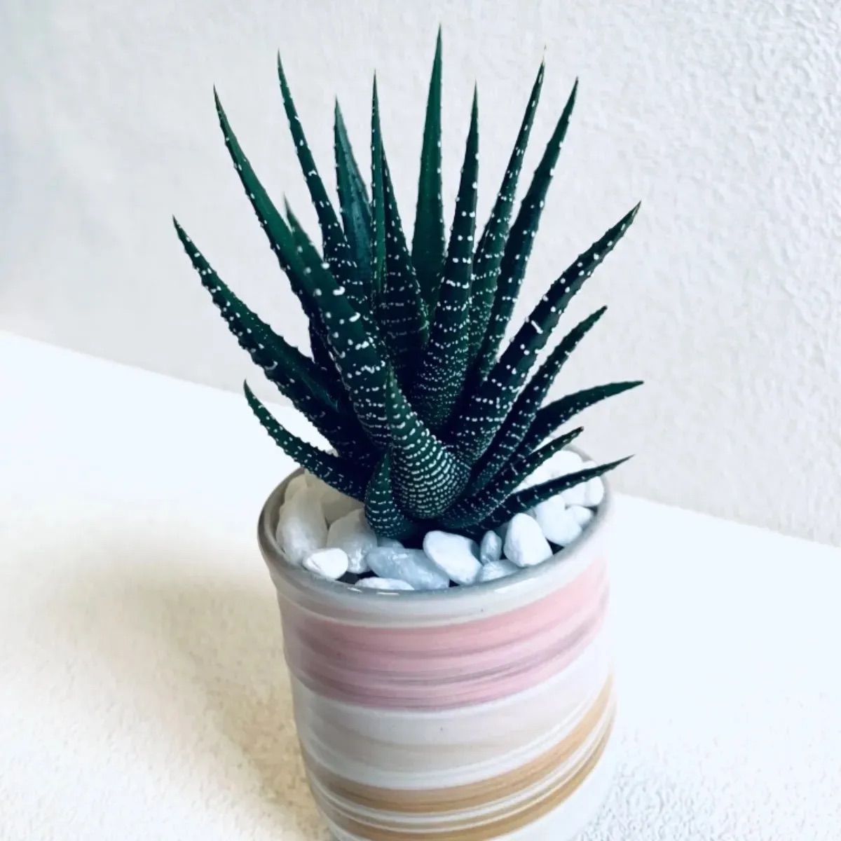 大人気新作 新品 未使用 ハイドロカルチャー ハオルチア 十二の巻 子株付 多肉植物 小石原焼 陶器 植物 植物 観葉植物 Www Afdservex Es Www Afdservex Es