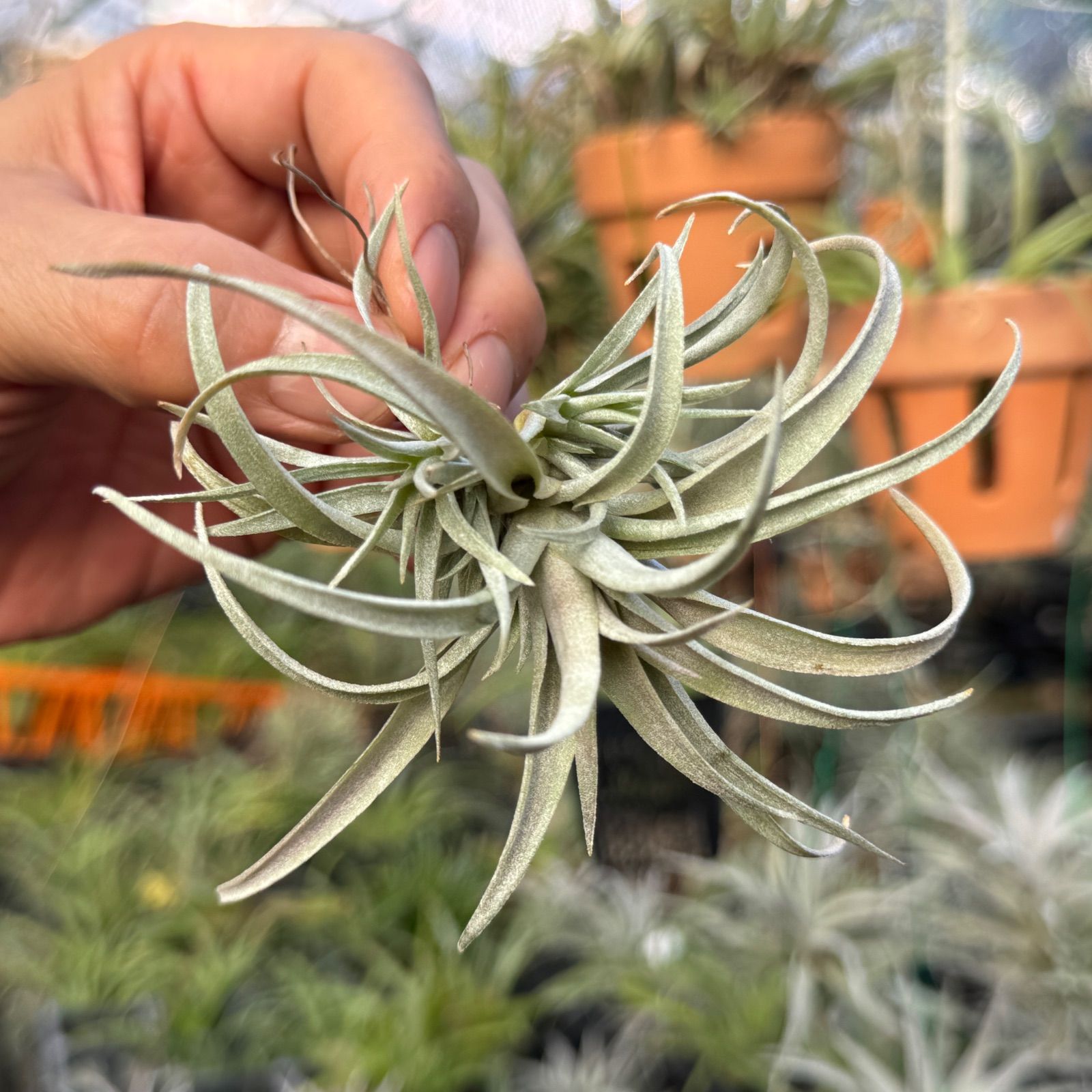 クランプ＊チランジア カピタータ モーブ(モーヴ) Tillandsia capitata