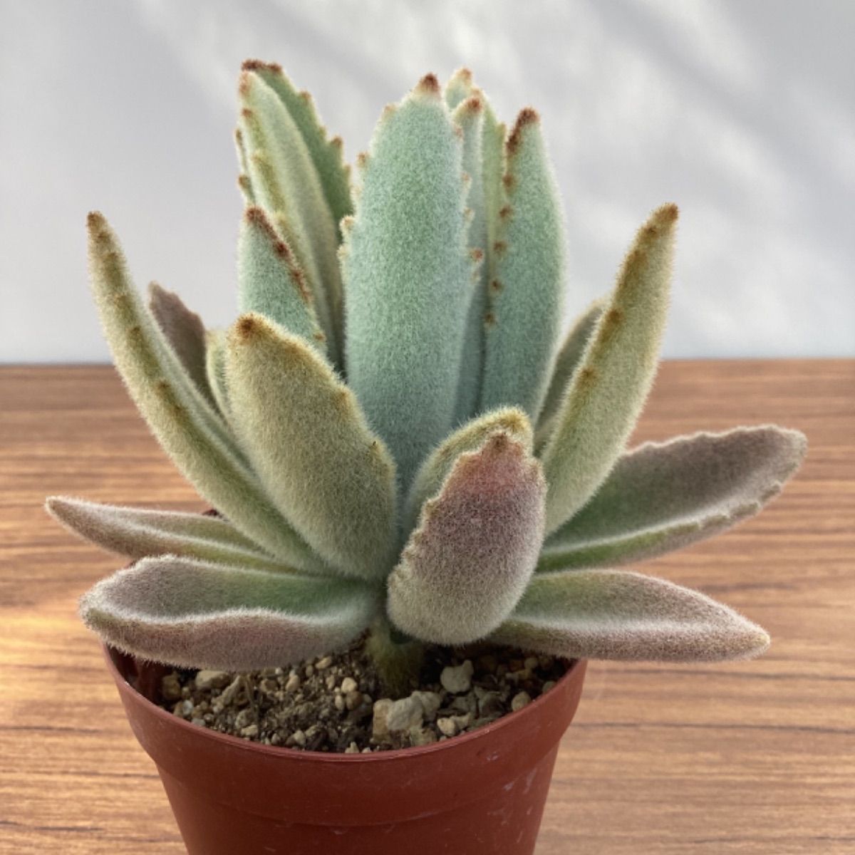 多肉植物 カランコエ もふもふ兎シリーズ♡ 激レア♪ コリス 抜き苗