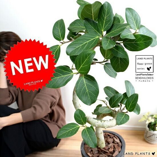 フィカス ベンガレンシス オードリー 曲がり 9号 ツイスト陶器鉢