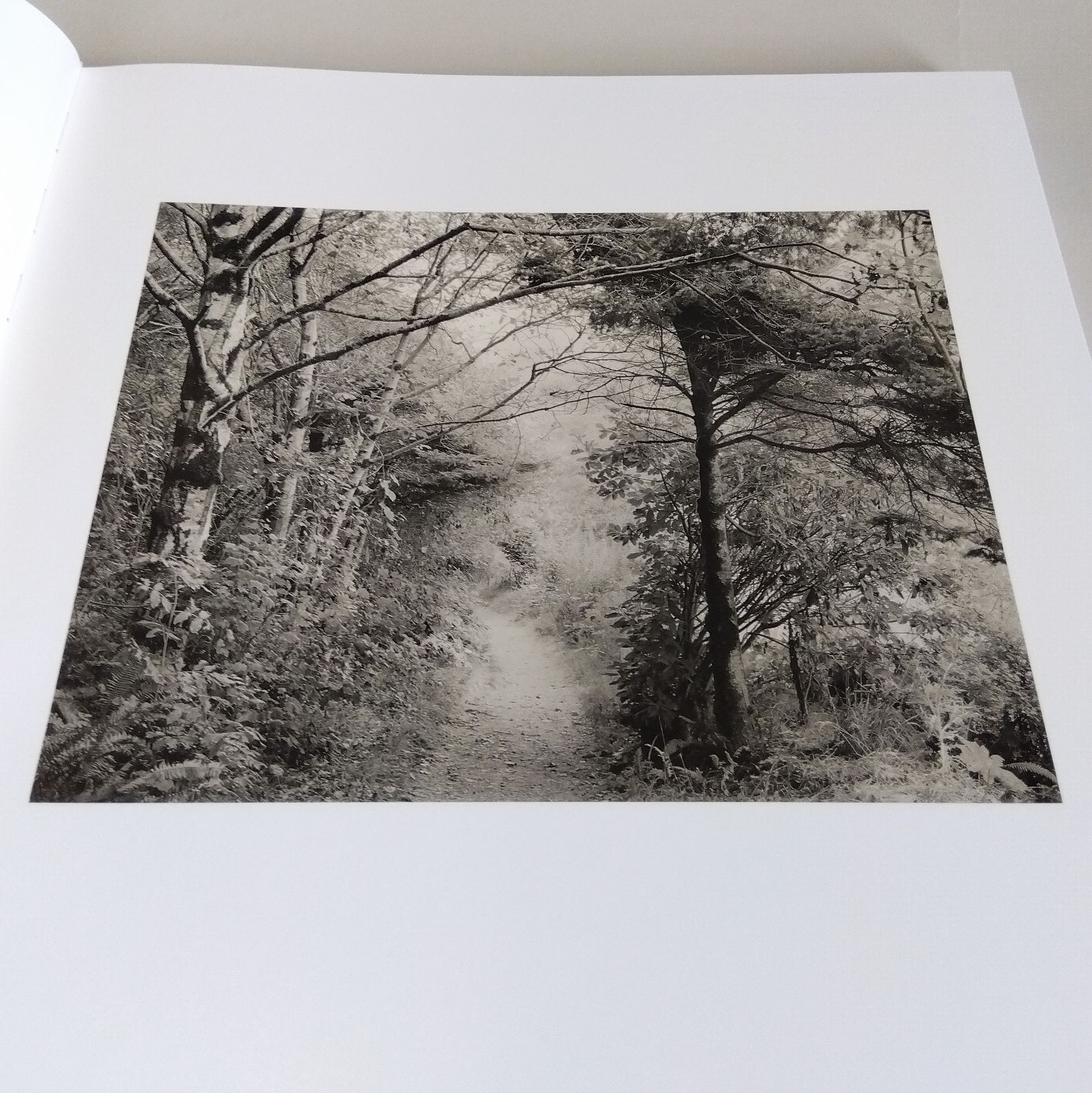 Richard Rothman: Redwood Saw Redwood Saw | with Portrait Photographers