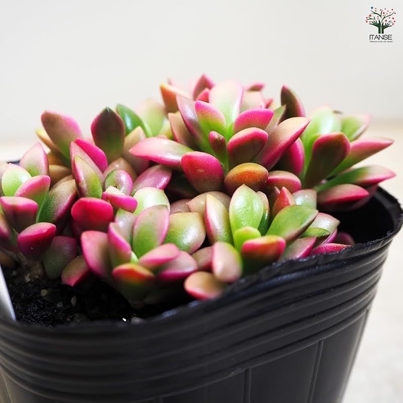 品種で選べる多肉植物