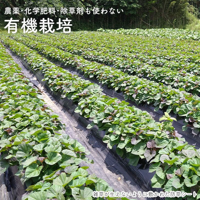 1月発送 向江さんの有機安納芋 MLサイズ 20kg 1本100～500g 種子島産 土付き 有機栽培 化学肥料・農薬不使用 さつまいも あんのういも 有機JAS 産地直送