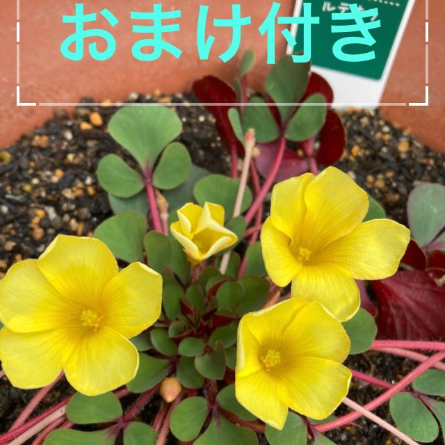 中サイズ球根 5球オキザリスルテオラ(名月のめぐみ) ＋おまけぽんぽん