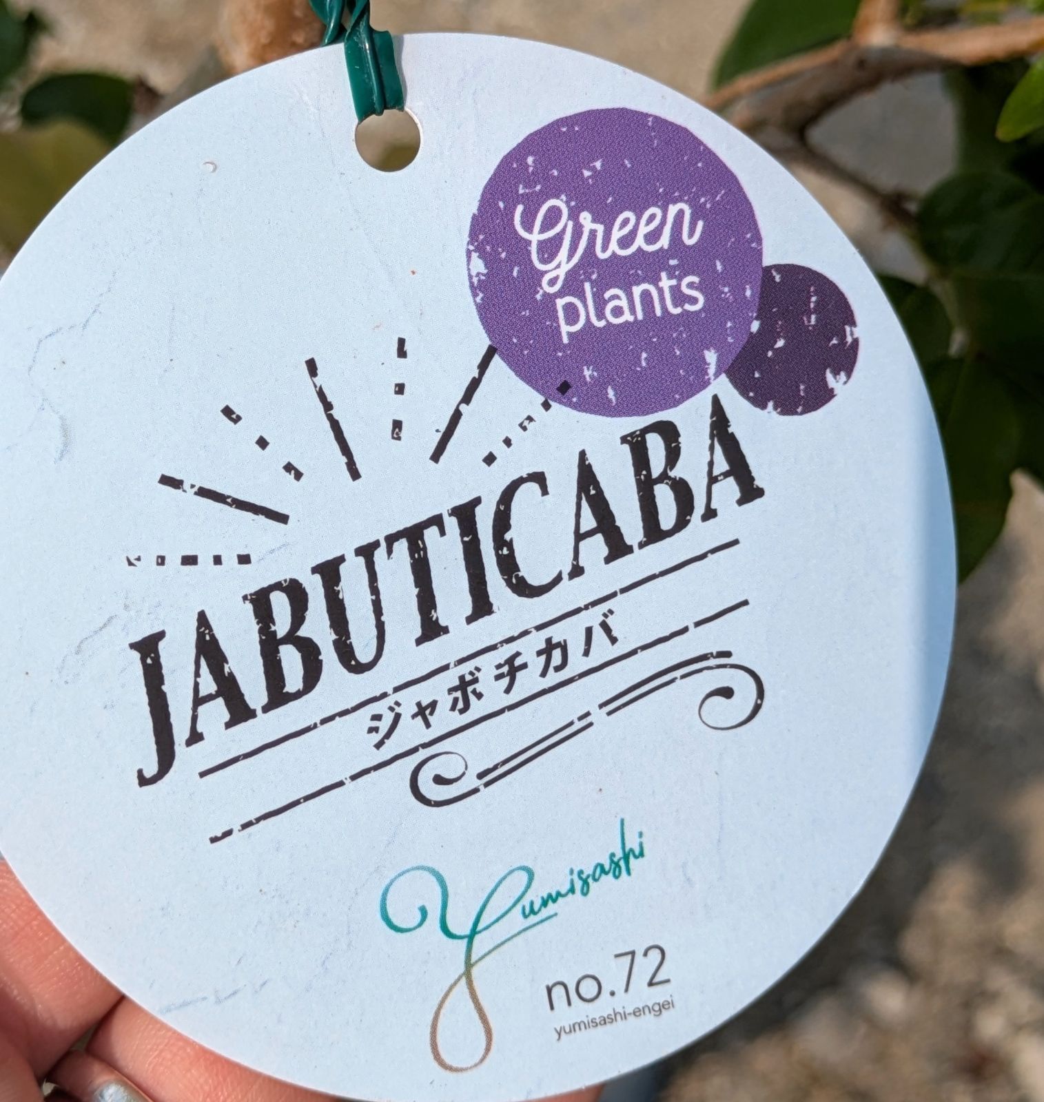 ジャボチカバ 7号鉢 観葉植物 果樹