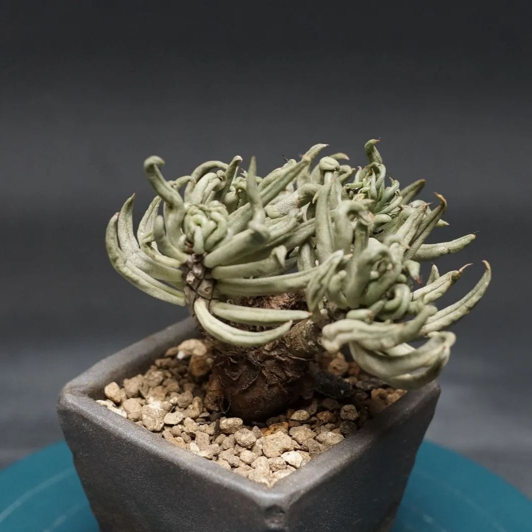 チレコドン・ペアルソニー白象 現地球 鉢付き チレコドン ペアルソニー