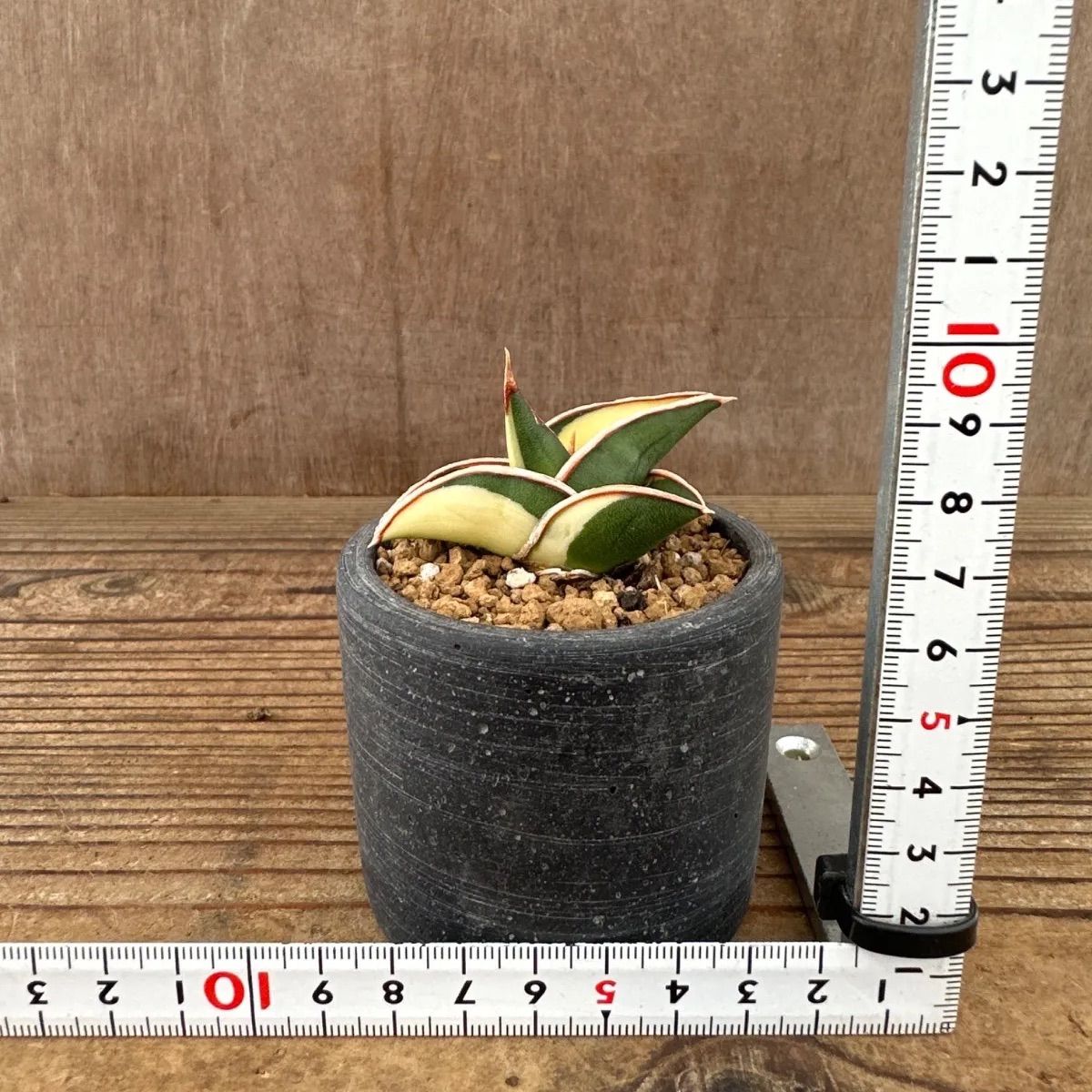 サンセベリア ロリダ 斑入り Sansevieria rorida variegated キング オブ サンスベリア 現品 観葉植物 観葉 植物  珍奇植物 珍奇 珍しい レア 希少 多肉植物 多肉 空気清浄 インテリア プレゼント おしゃれ ミニ グリーン - メルカリ