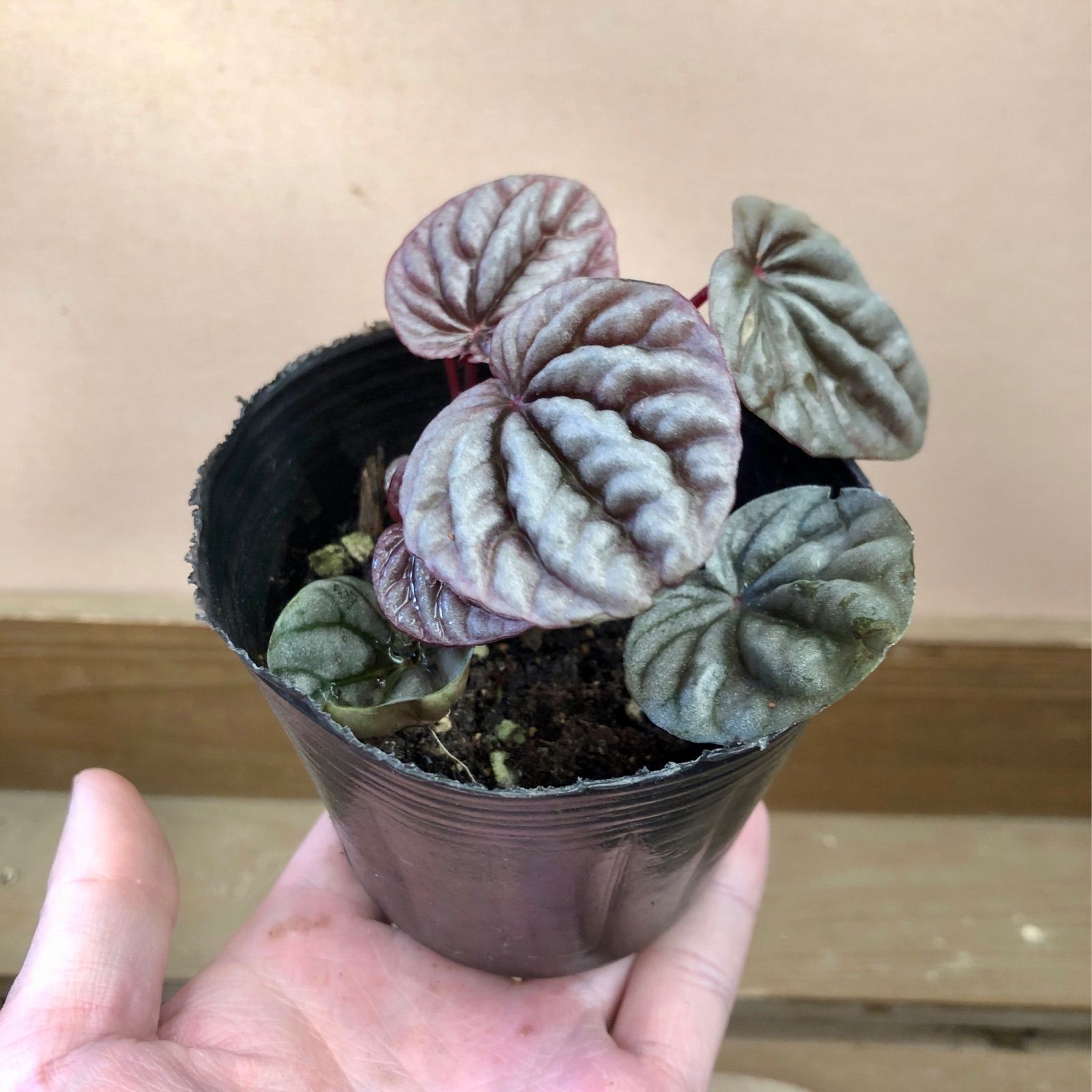 観葉植物　ペペロミア カペラータ　2ポットset