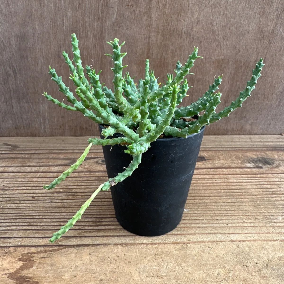 ユーフォルビア ゴルゴニス① Euphorbia gorgonis