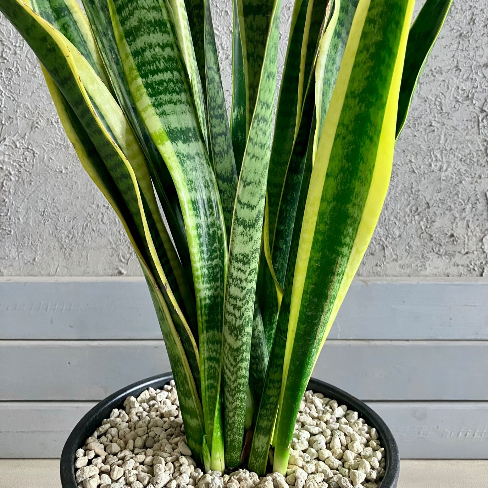 サンスベリア ローレンティ 9号 テラコッタ鉢植え 受け皿付き WWW_GEBZETESISAT_COM_TR