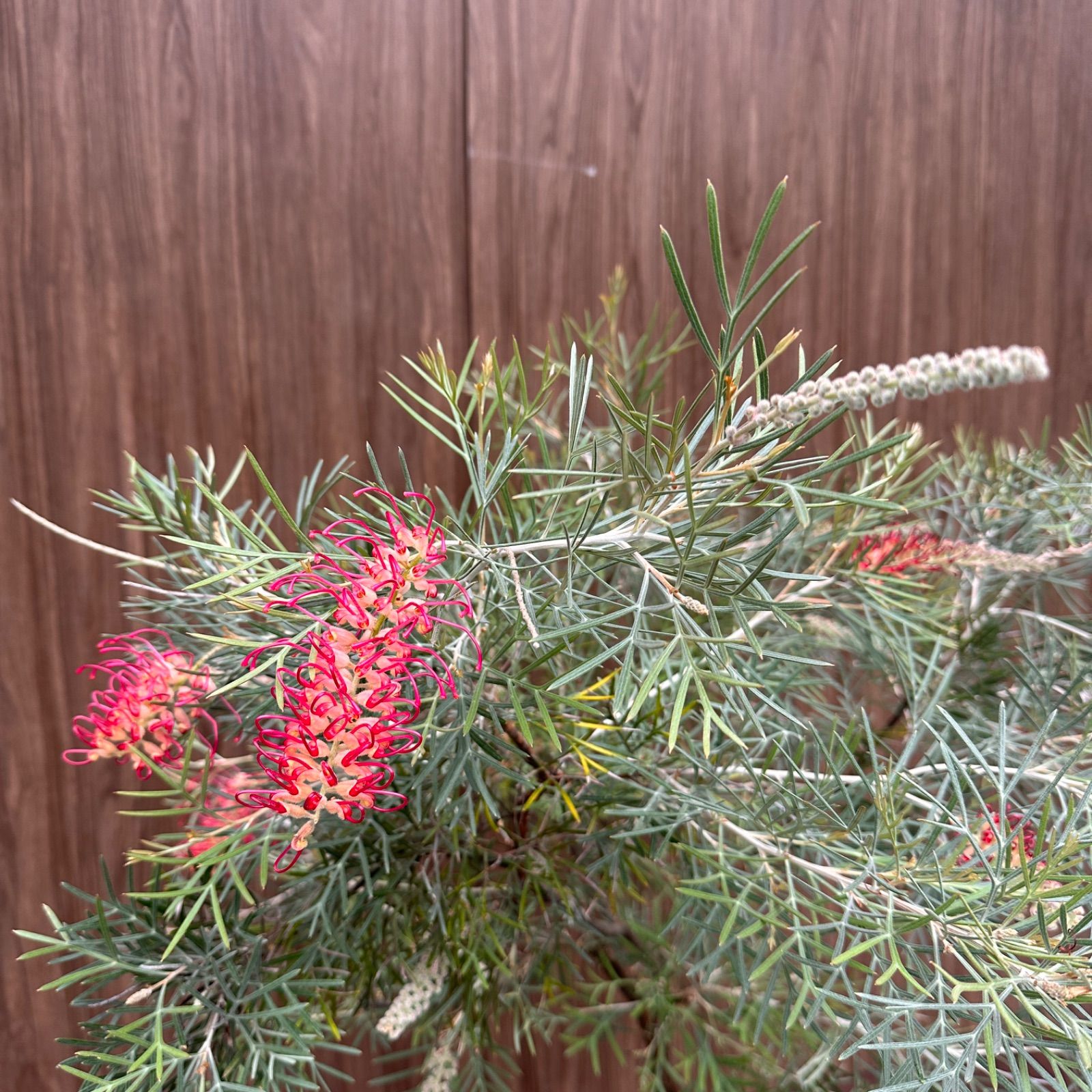 グレビ スピリットオブアンザック