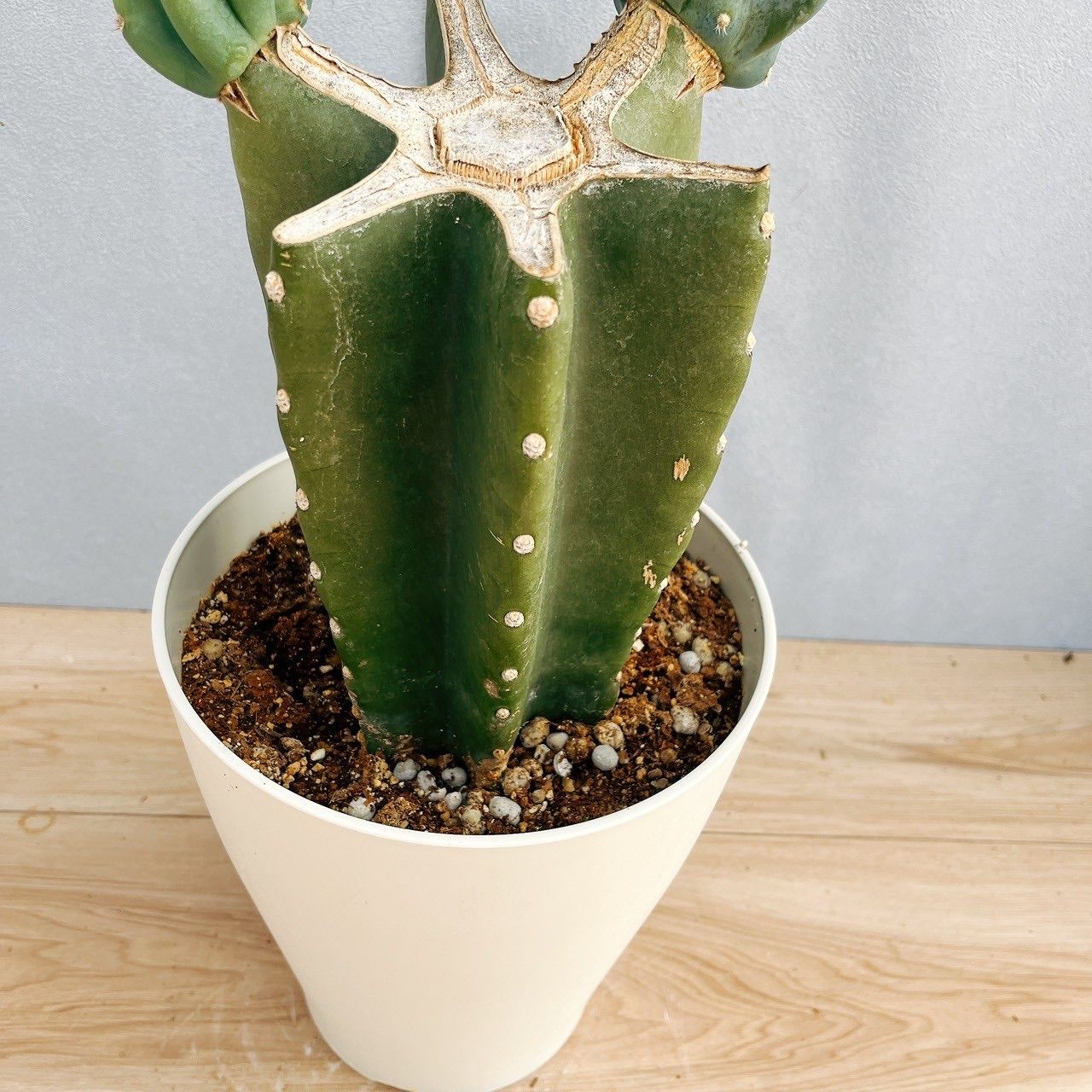 観葉植物：柱サボテン*7号プラポット 観葉植物 サボテン 7号」の人気