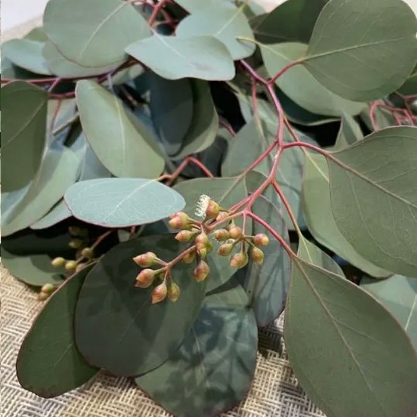 ユーカリ ポポラス 実なし 10本 - メルカリ