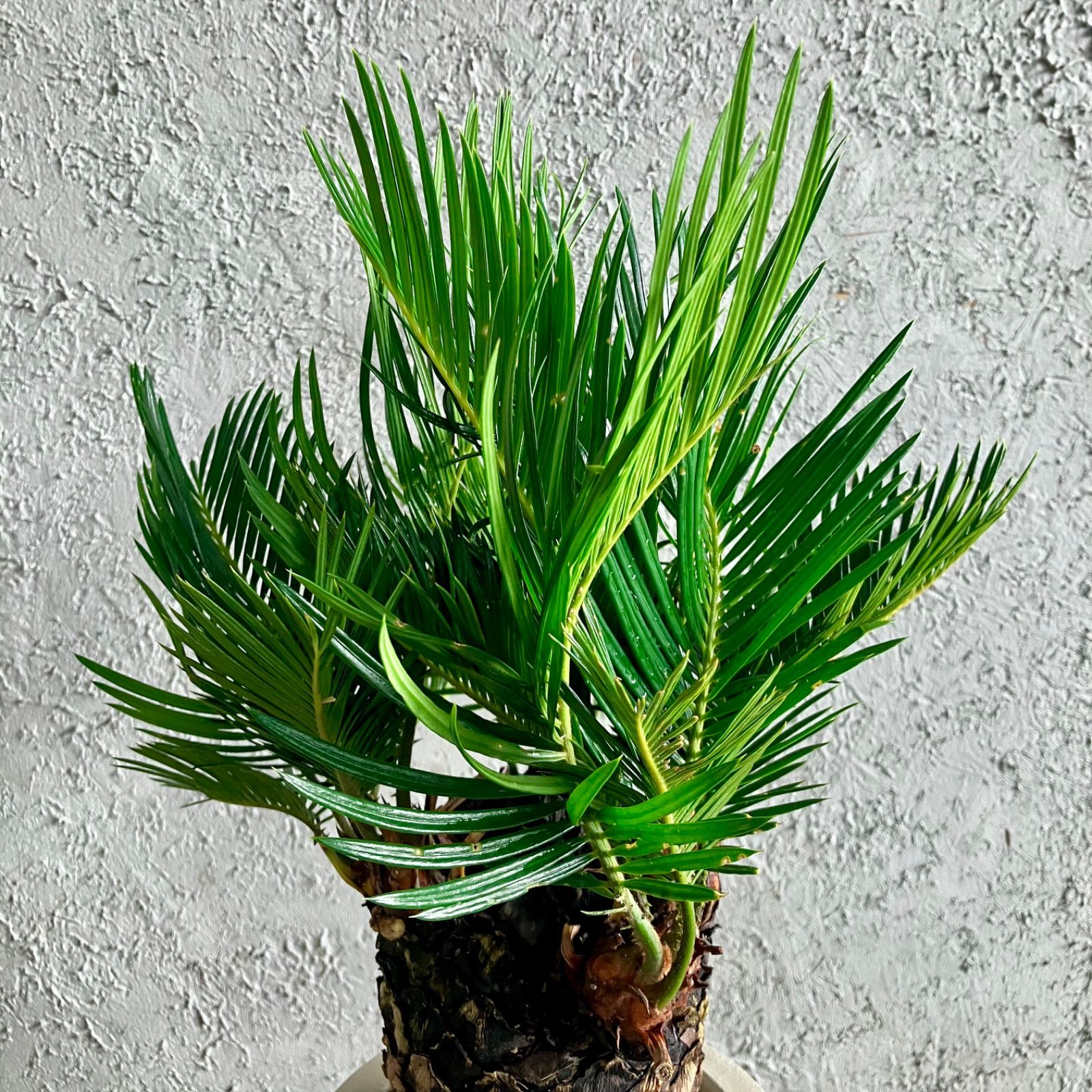ソテツ 蘇轍 5号 テラコッタ鉢植え ストーンベージュ 受け皿付き ソテツ 蘇轍 5号 テラコッタ鉢植え ストーンベージュ 受け皿付き