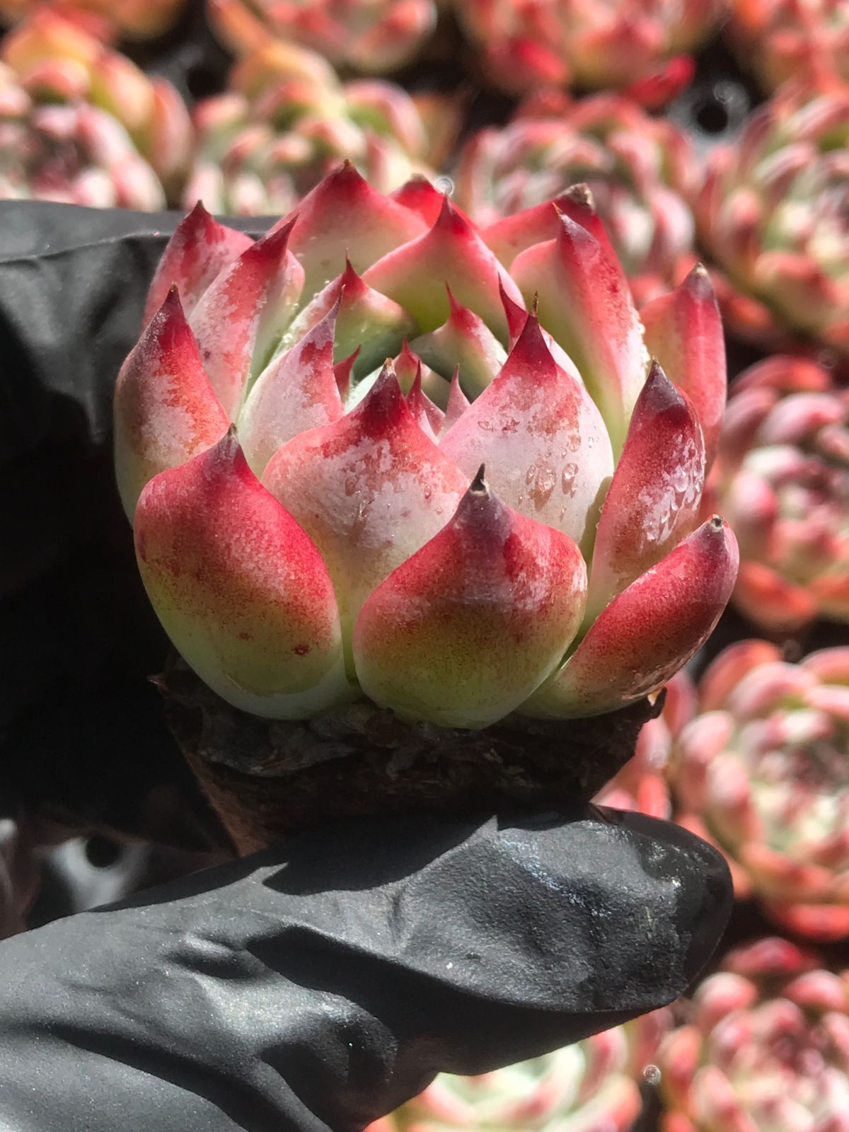 新入荷 チワワ(中型) 鮮やかな72苗セット 抜き苗 多肉植物 エケベリア レア種 韓国苗 サボテン 詰め合わせ 寄せ植え 176