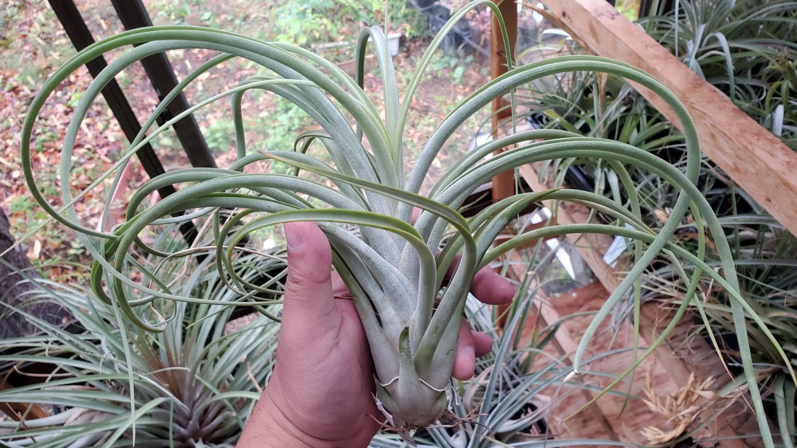 チランジア カプトメデューサ x コンコロール 【公式通販】