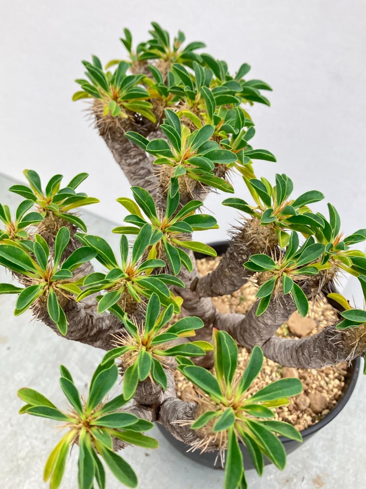 3545 「多肉植物」ユーフォルビア ギラウミニアナ 植え【発根開始・Euphorbia guillauminiana・マダガスカル】 - メルカリ