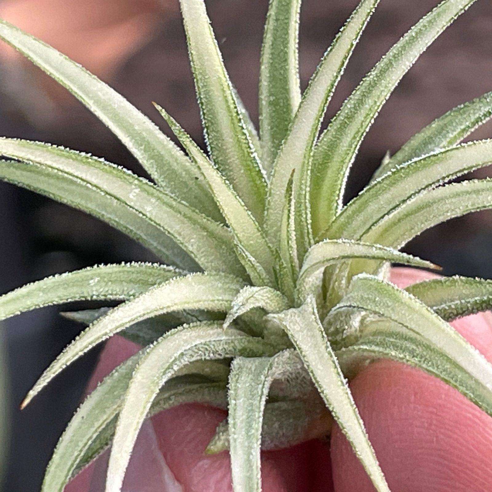 5φ×4]チランジア イオナンタ アルボマルギナータ Tillandsia ionantha