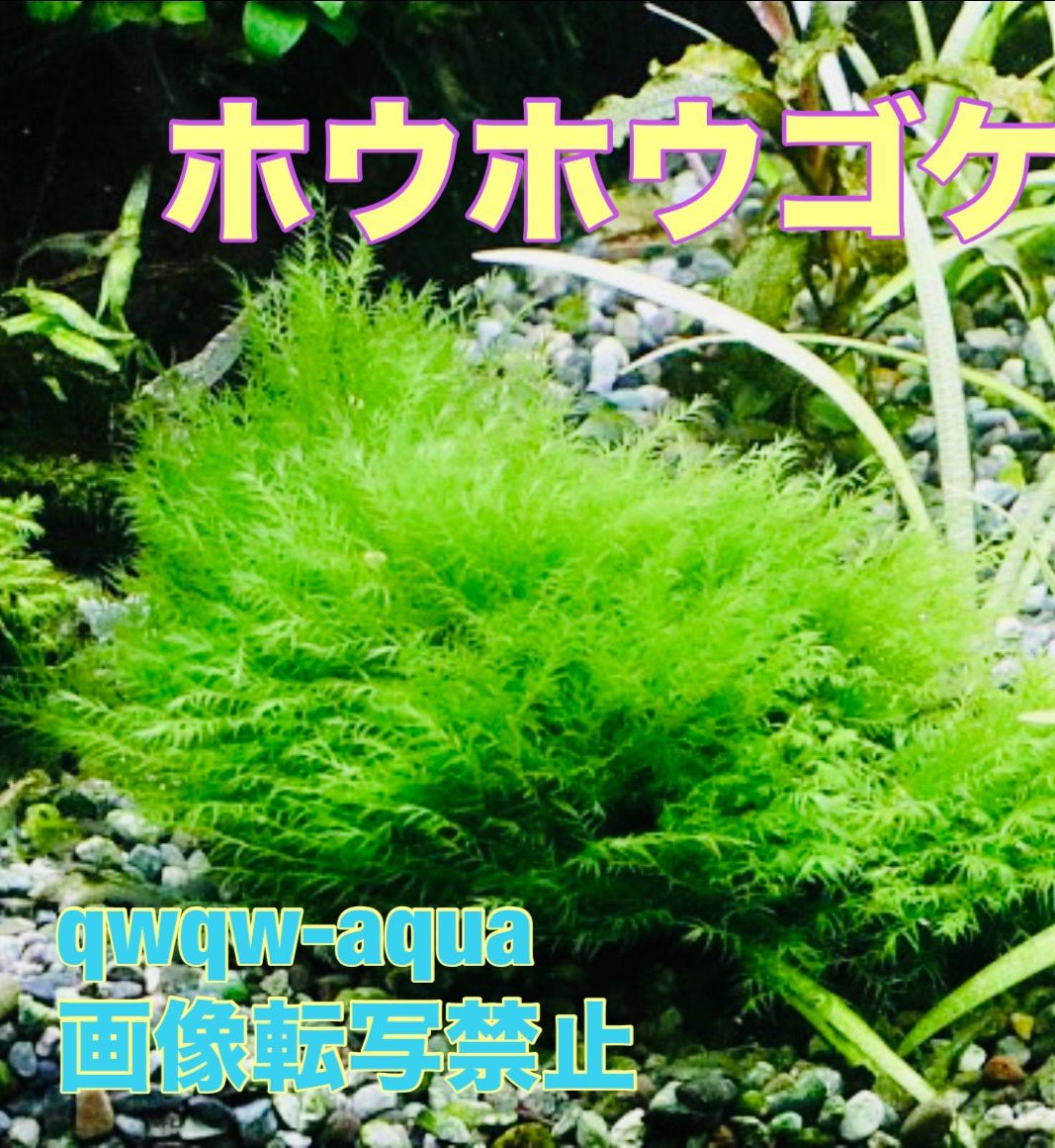 ヒメホウオウゴケ 980円 たっぷりネコポスサイズ 宅急便匿名配送 ヒメ