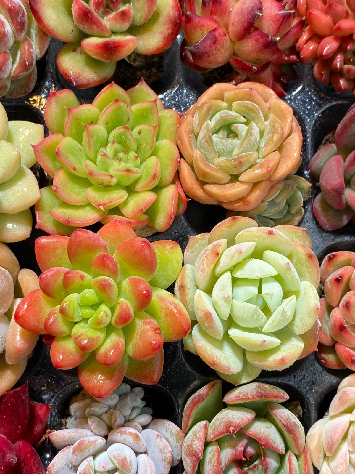 可愛い16苗セット エケベリア 土と根付きの苗 多肉植物 送料無料 韓国