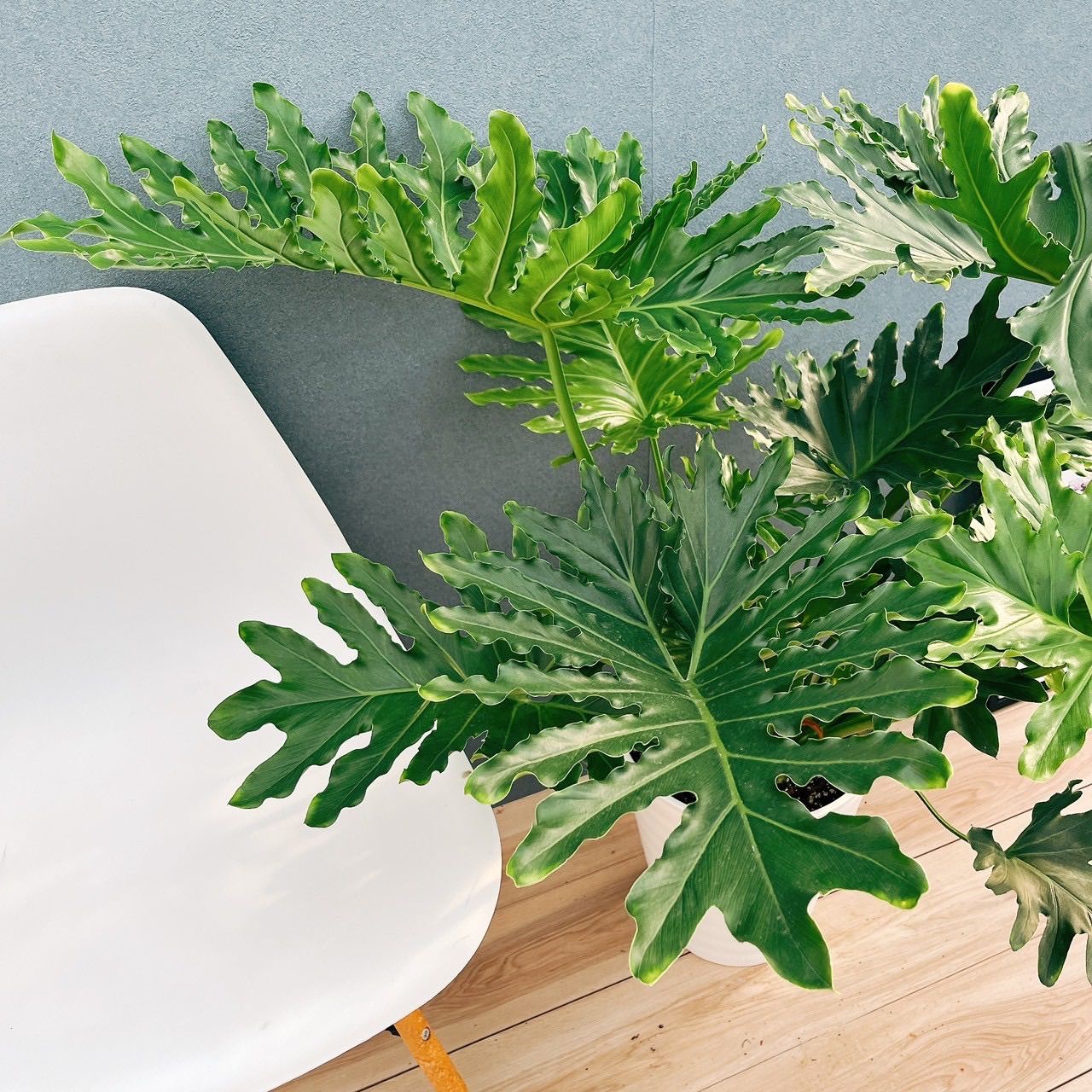 観葉植物 フィロデンドロン セローム M 7号鉢 植物 7号 インテリア