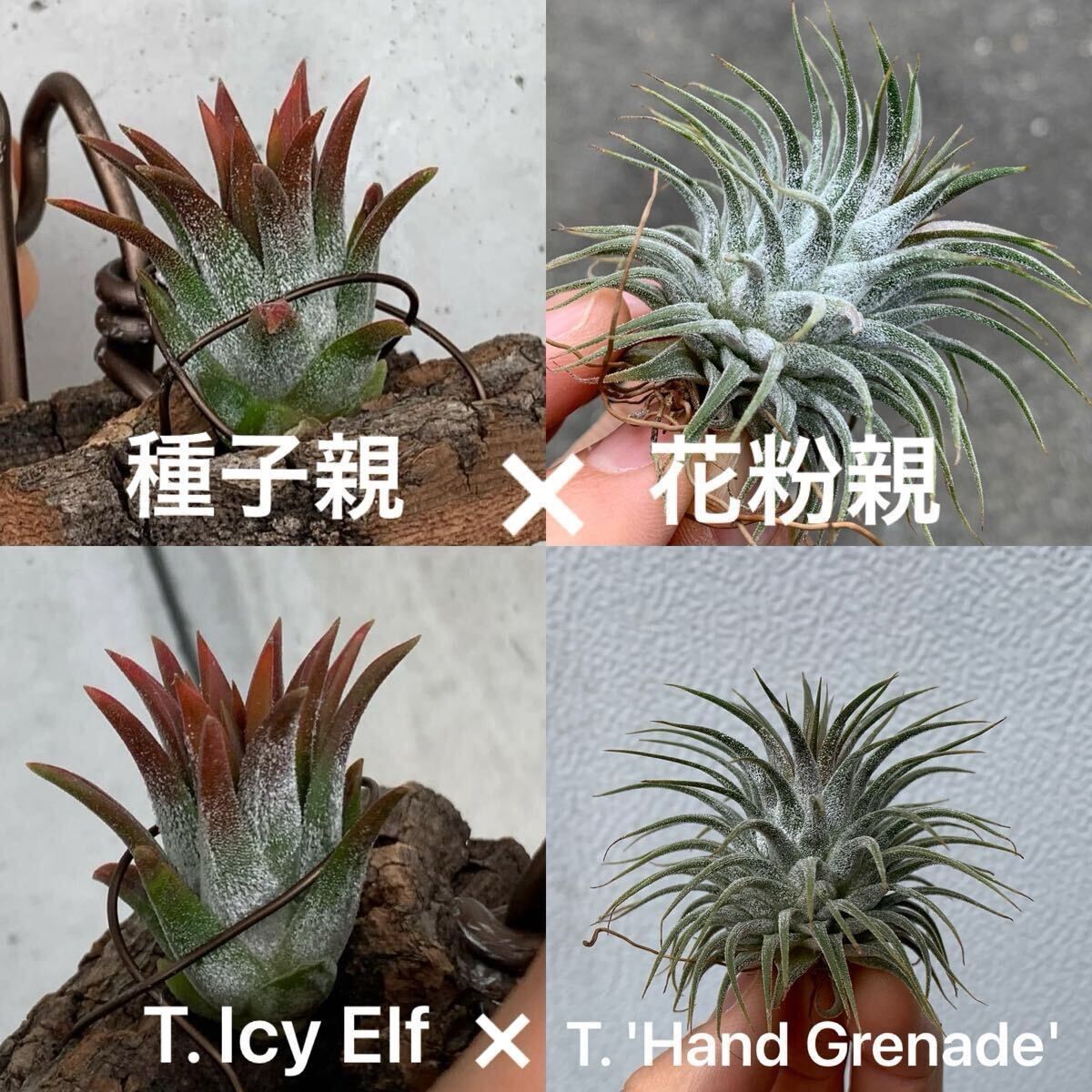 Tillandsia ionanntha Icy elf x Handgranade seedling