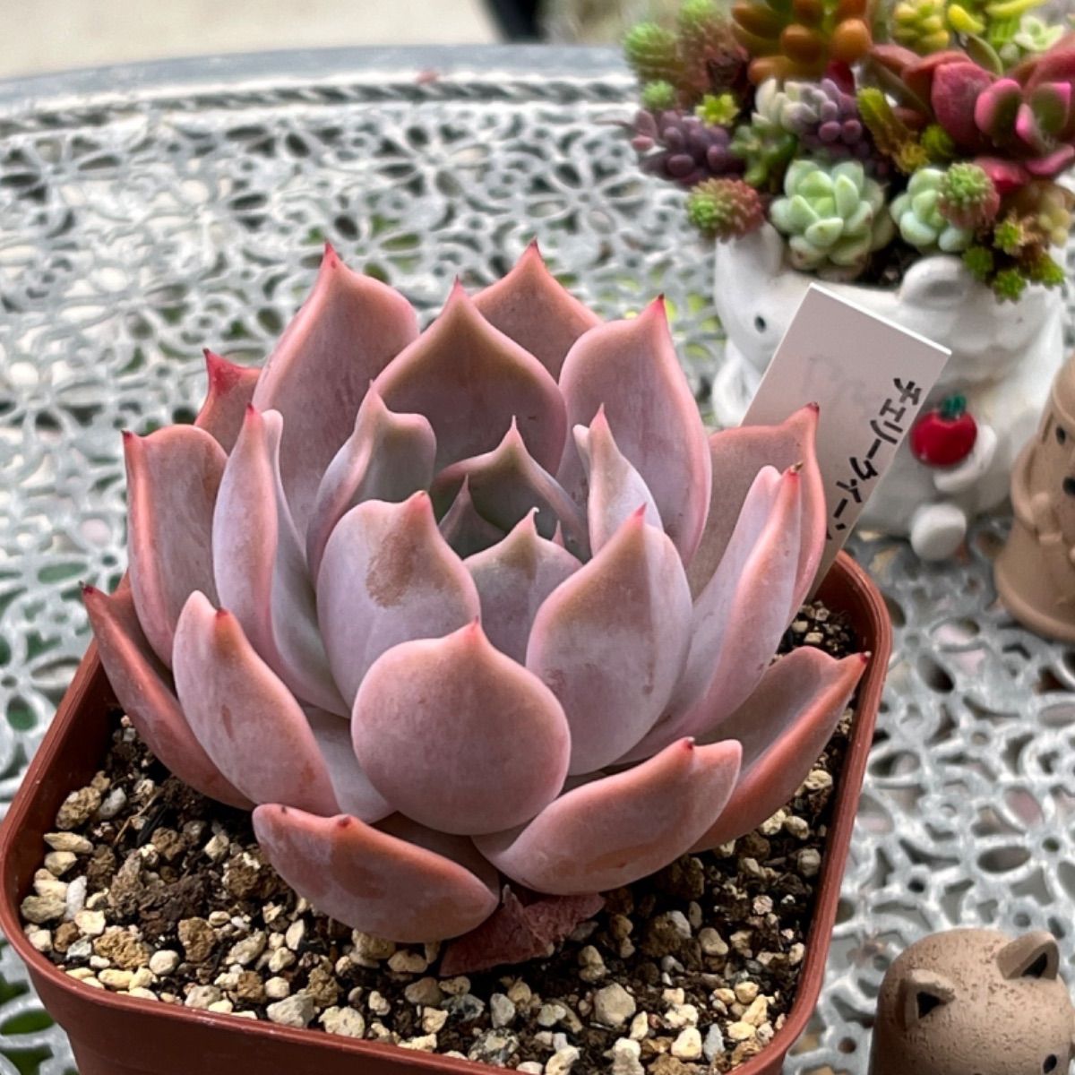 多肉植物 ☘️ チェリークィーン 大きめ苗 抜き苗 - メルカリ