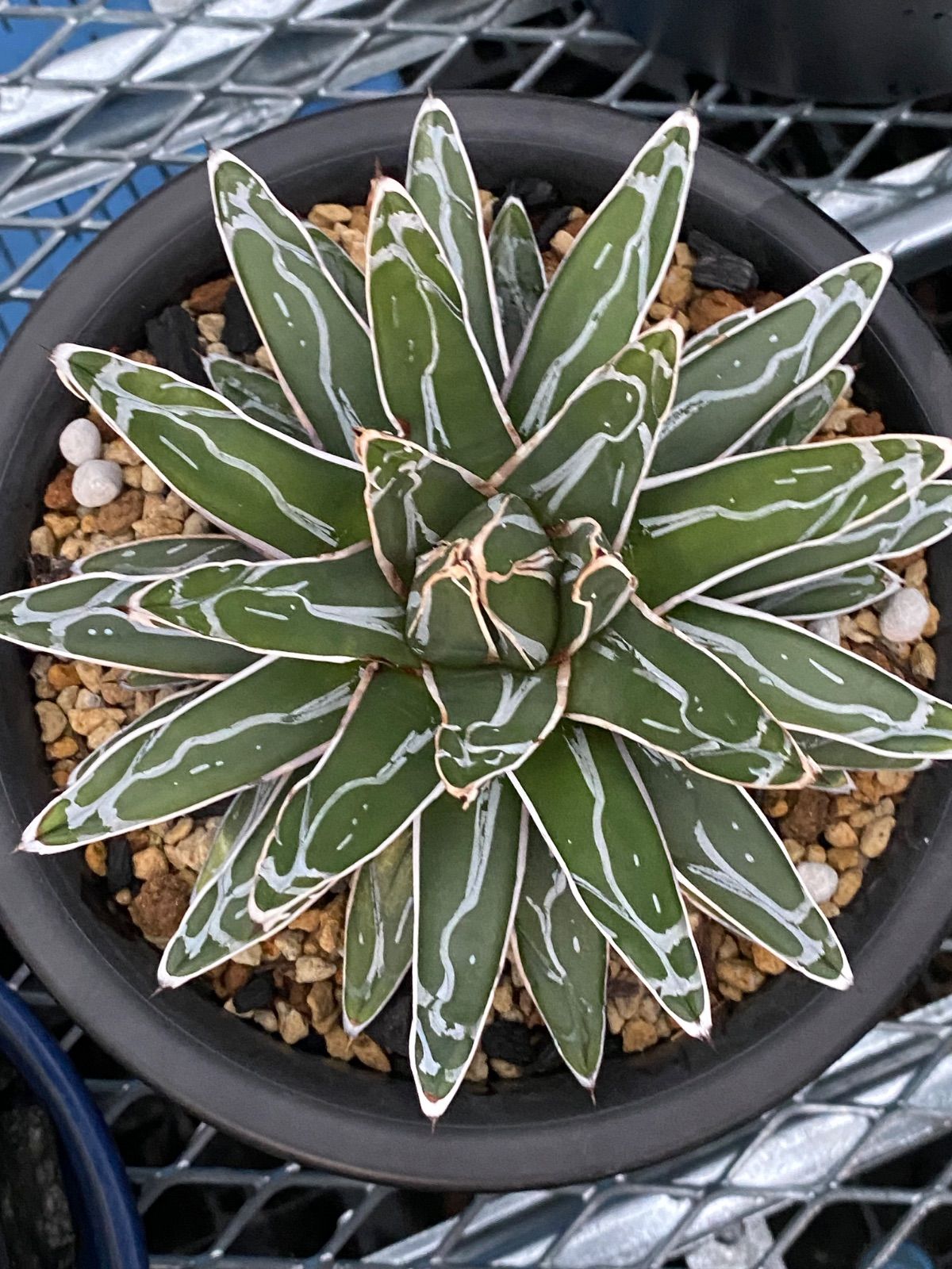 冬物セール】ジルサンダー 本物 レザー✖️ニットブルゾン Women's and