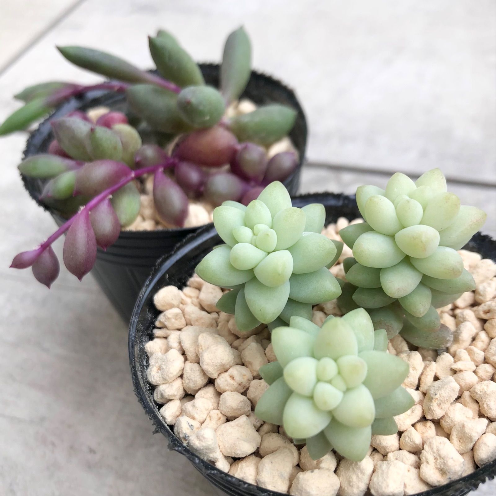 ぷくぷくかわいい多肉植物 ビアホップ ルビーネックレス メルカリshops ぷくぷくかわいい多肉植物 ビアホップ ルビーネックレス メルカリshops