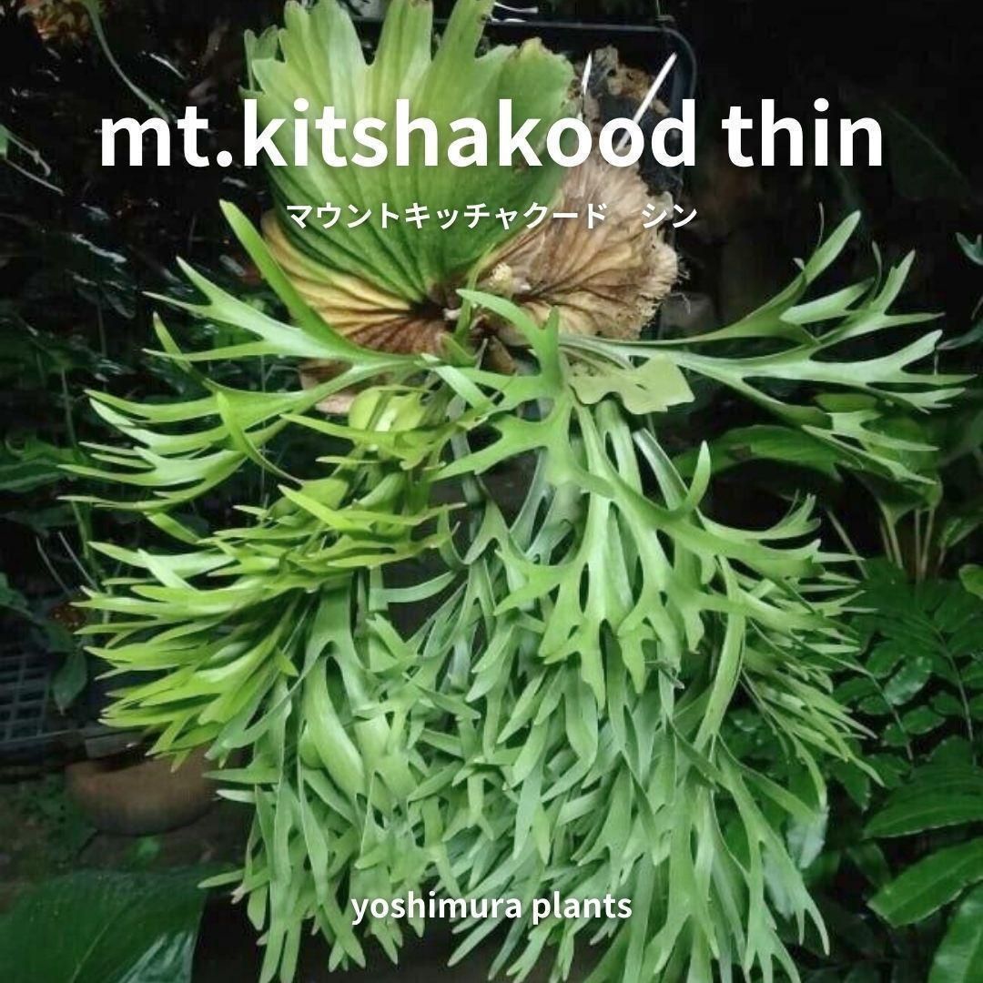 胞子] mt.kitshakood thin キッチャクード シン ビカクシダ