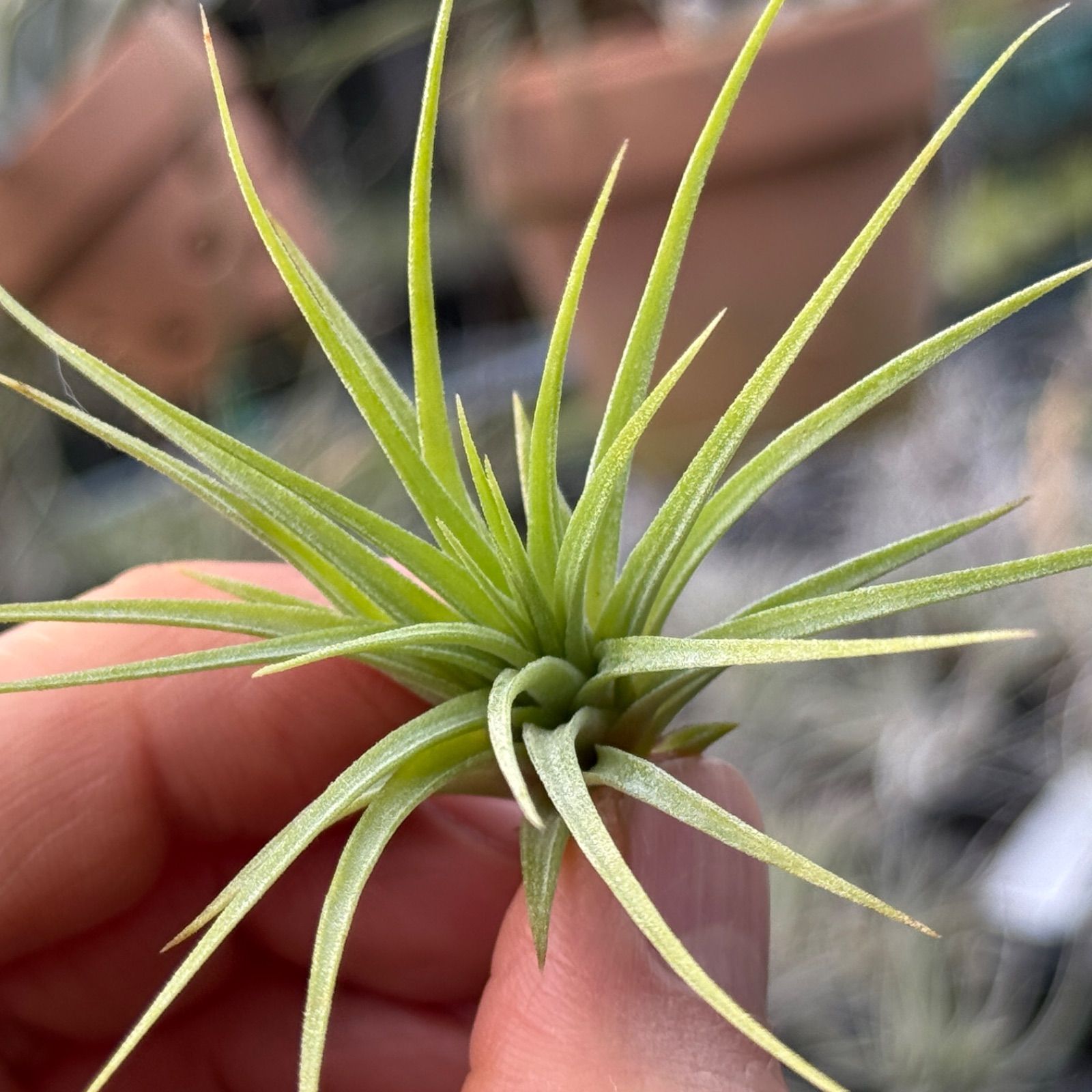 チランジア イオナンタ ファットボーイ Tillandsia ionantha Fat Boy