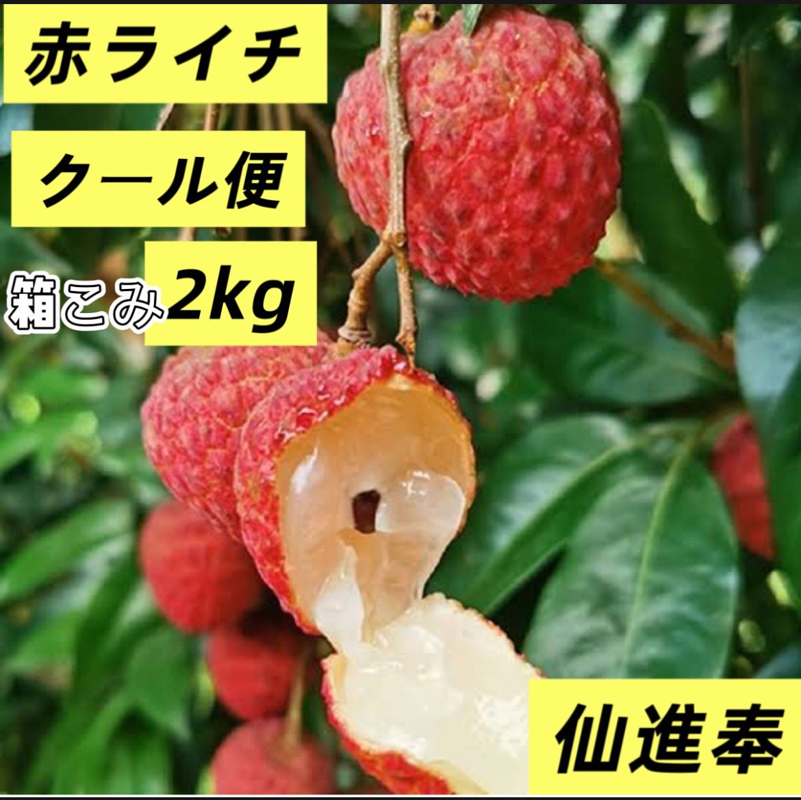 石垣島産 生ライチ 2kg クール便 楽天市場】冷凍ライチ 500g 1kg 2kg 5kg 10kg 送料込み （沖縄は