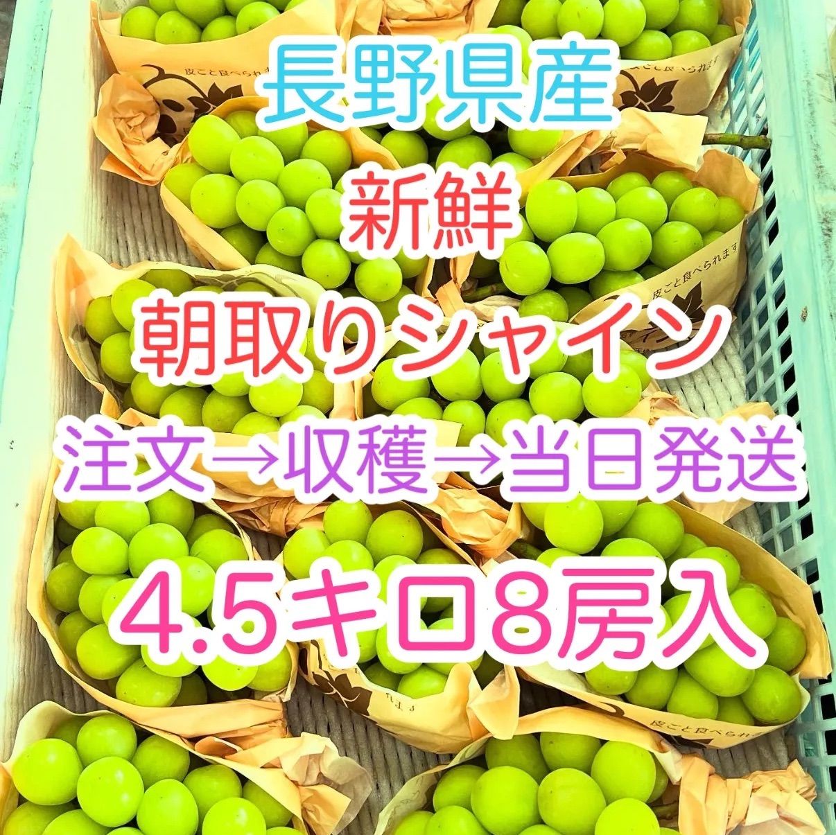 自社農園だからできる新鮮シャインマスカット 4.5キロ箱当日発送 新鮮産地直送 ぶどう フルーツ