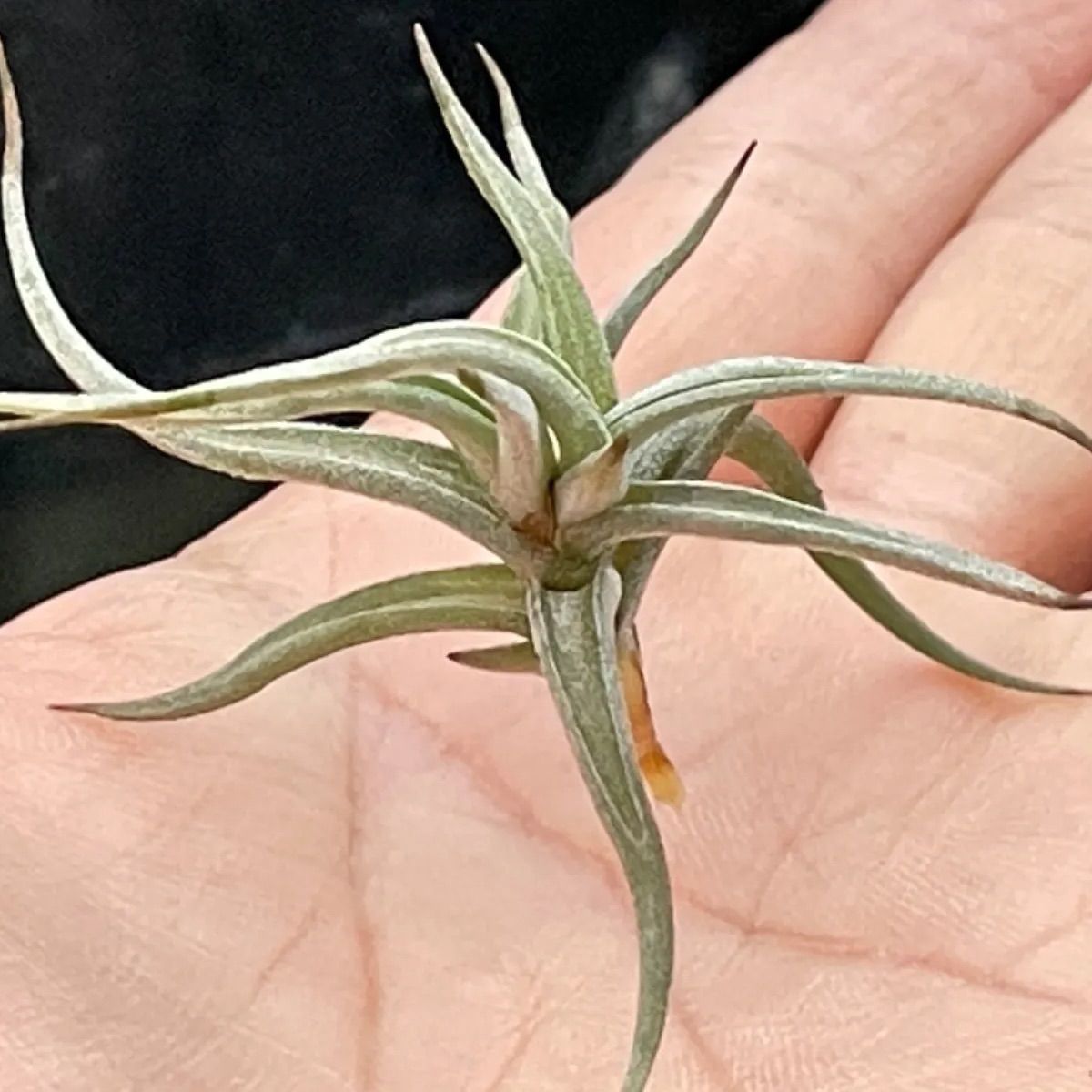 チランジア レクタングラ Tillandsia rectangulaエアプランツ - メルカリ