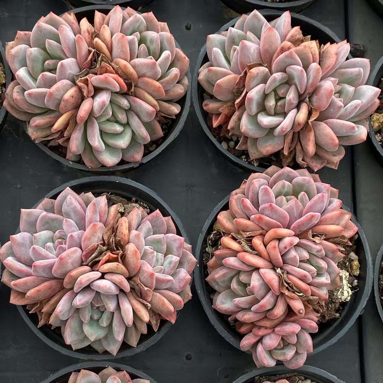 RC2027×40 リンセツ３頭