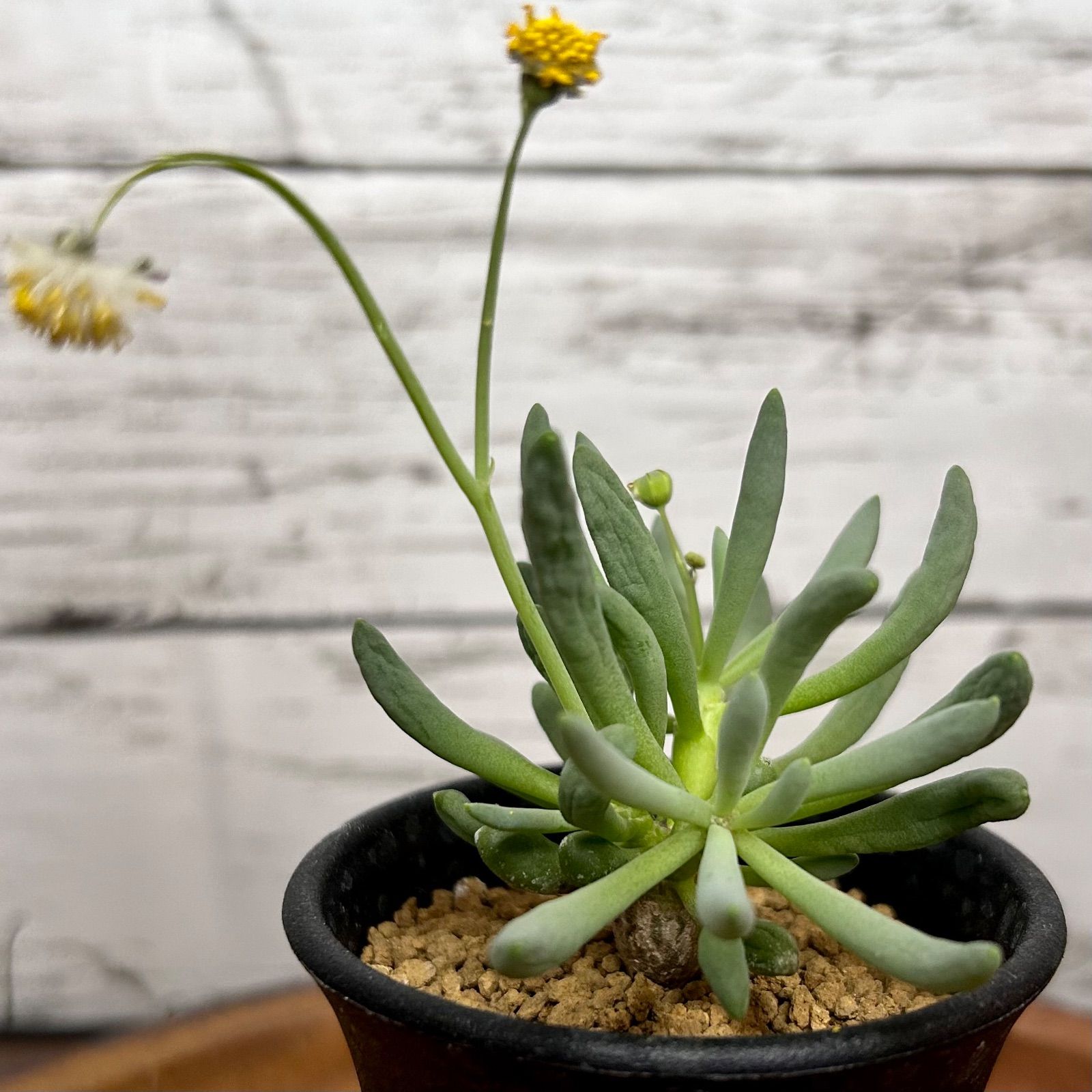 オトンナ クラビフォリア 冬型塊根植物 コーデックス - PLARE