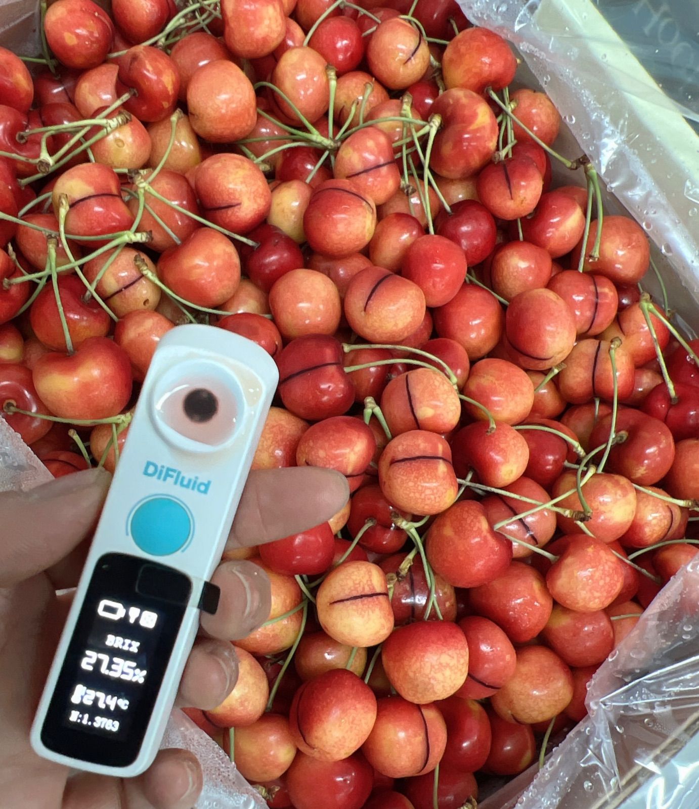 食品 高級レーニアチェリー 1kg さくらんぼ チェリー レイニアチェリー