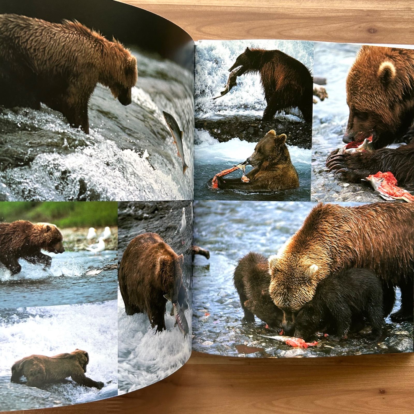 たくさんのふしぎ　アラスカ　クマよ　星野道夫　福音館 クマよ (たくさんのふしぎ傑作集) | 星野 道夫, 星野 道夫 |本
