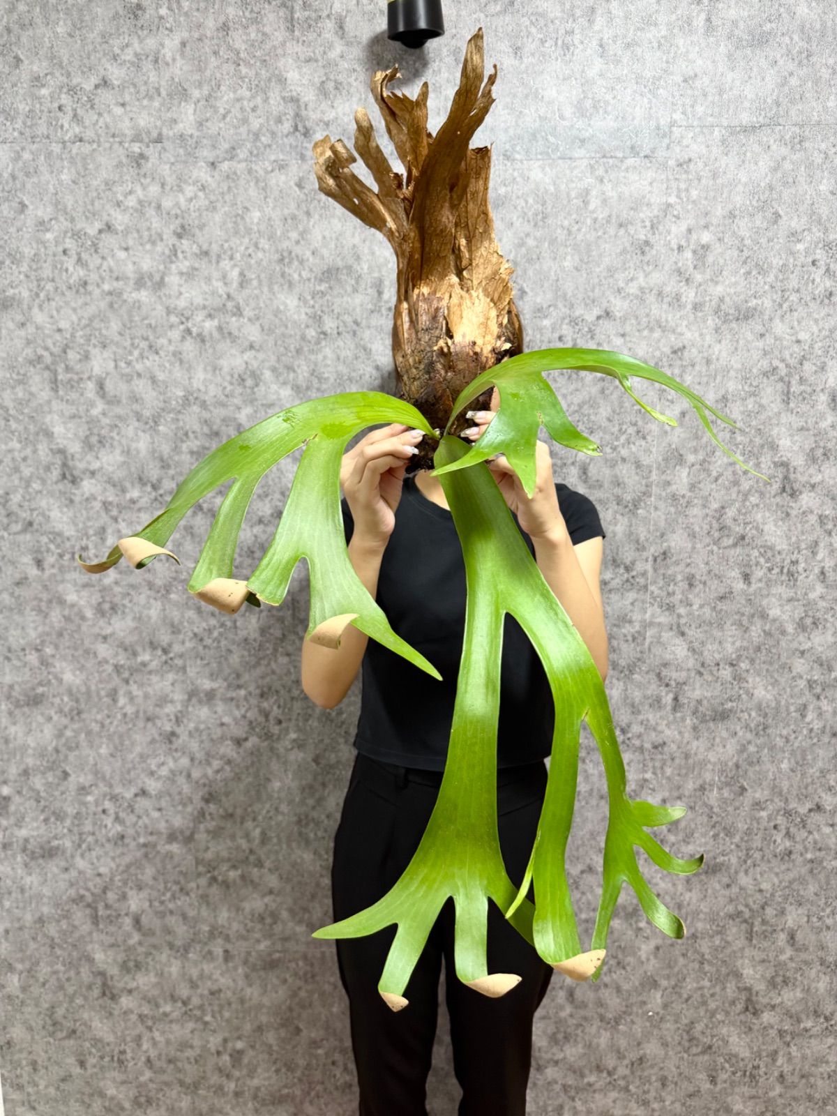 ビカクシダ　ウィリンキー　ワイルド ビカクシダ『ウィリンキー』ワイルド | Planet Plants