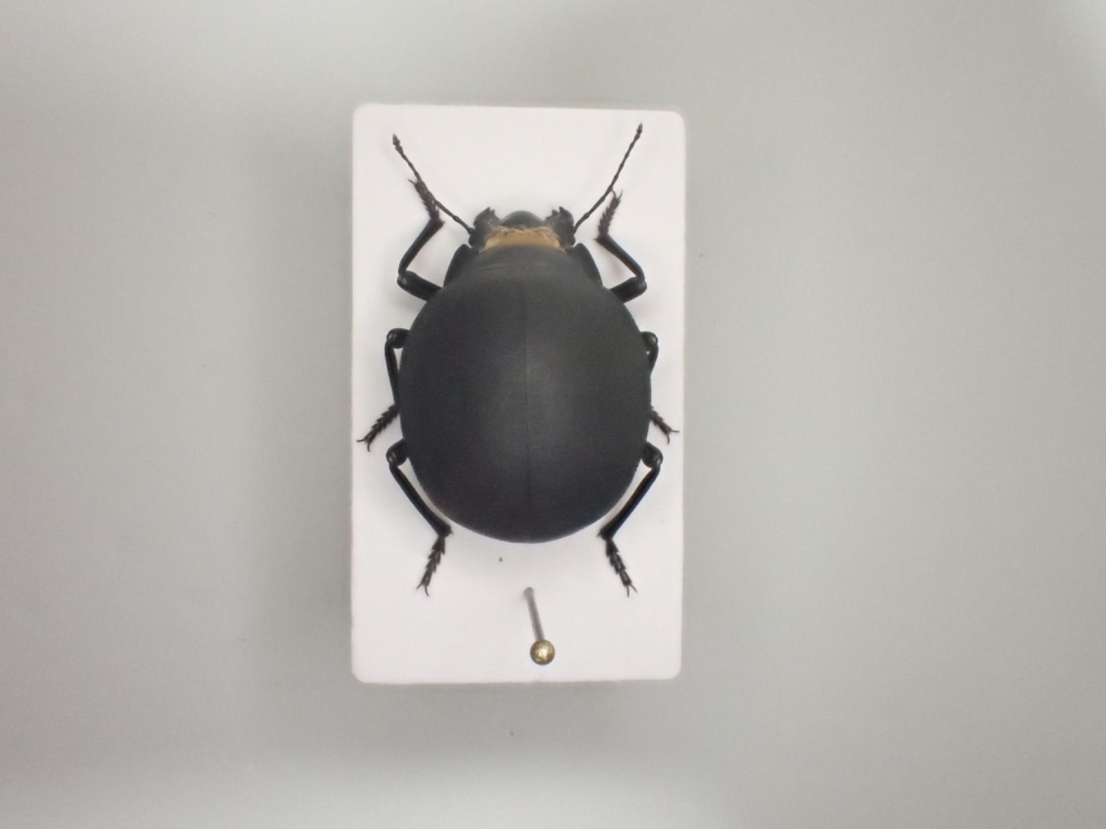 ナミビア産 砂漠のゴミムシダマシ マエガミパッツンゴミムシダマシ