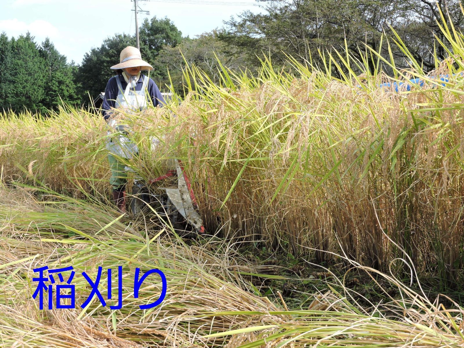 令和5年長野県産 いのちの壱 特別栽培米 はざ掛け米 玄米20Kg - メルカリ