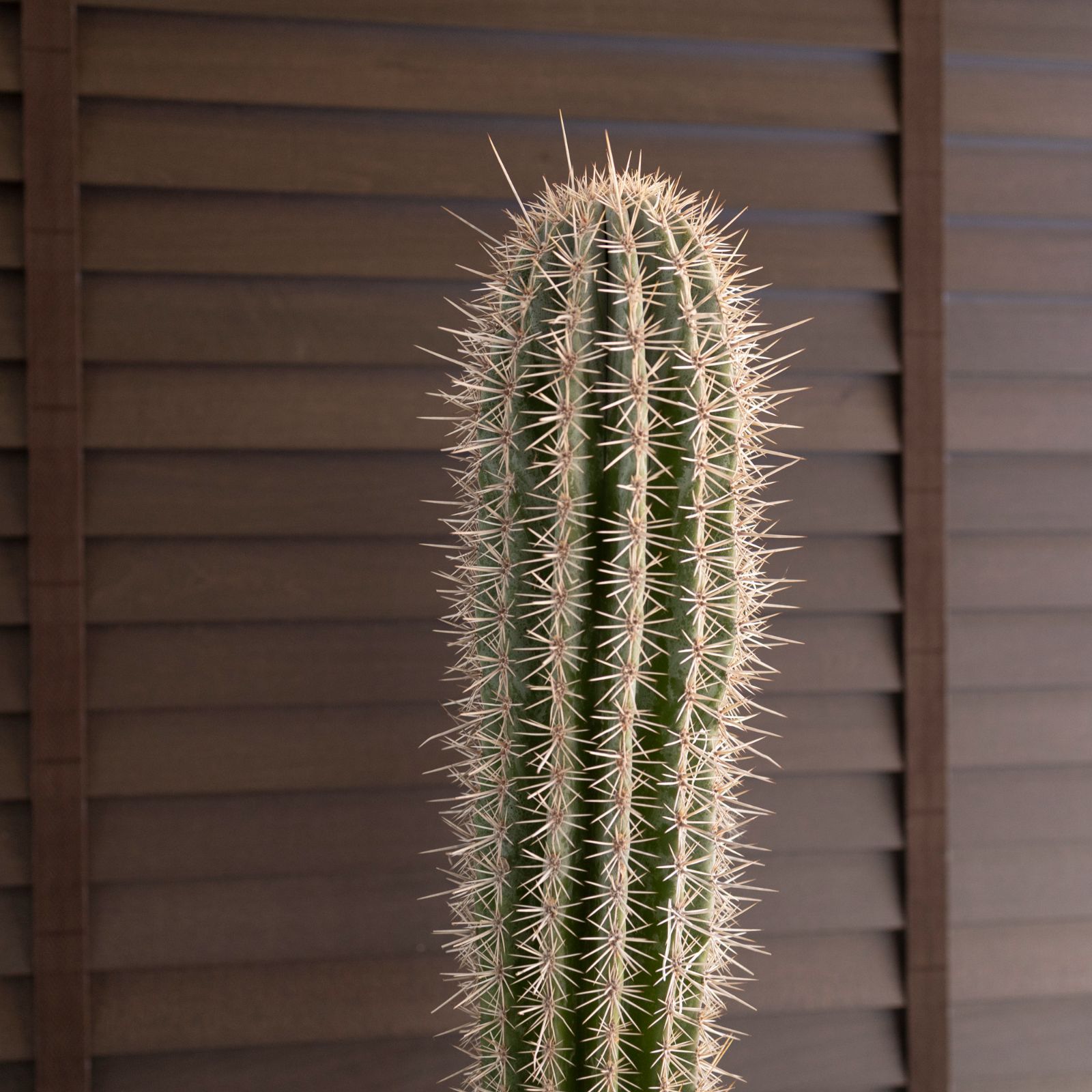 柱サボテン ブランチ3 現品］柱サボテン 鬼面角 ブランチ 3本植え 7号 観葉