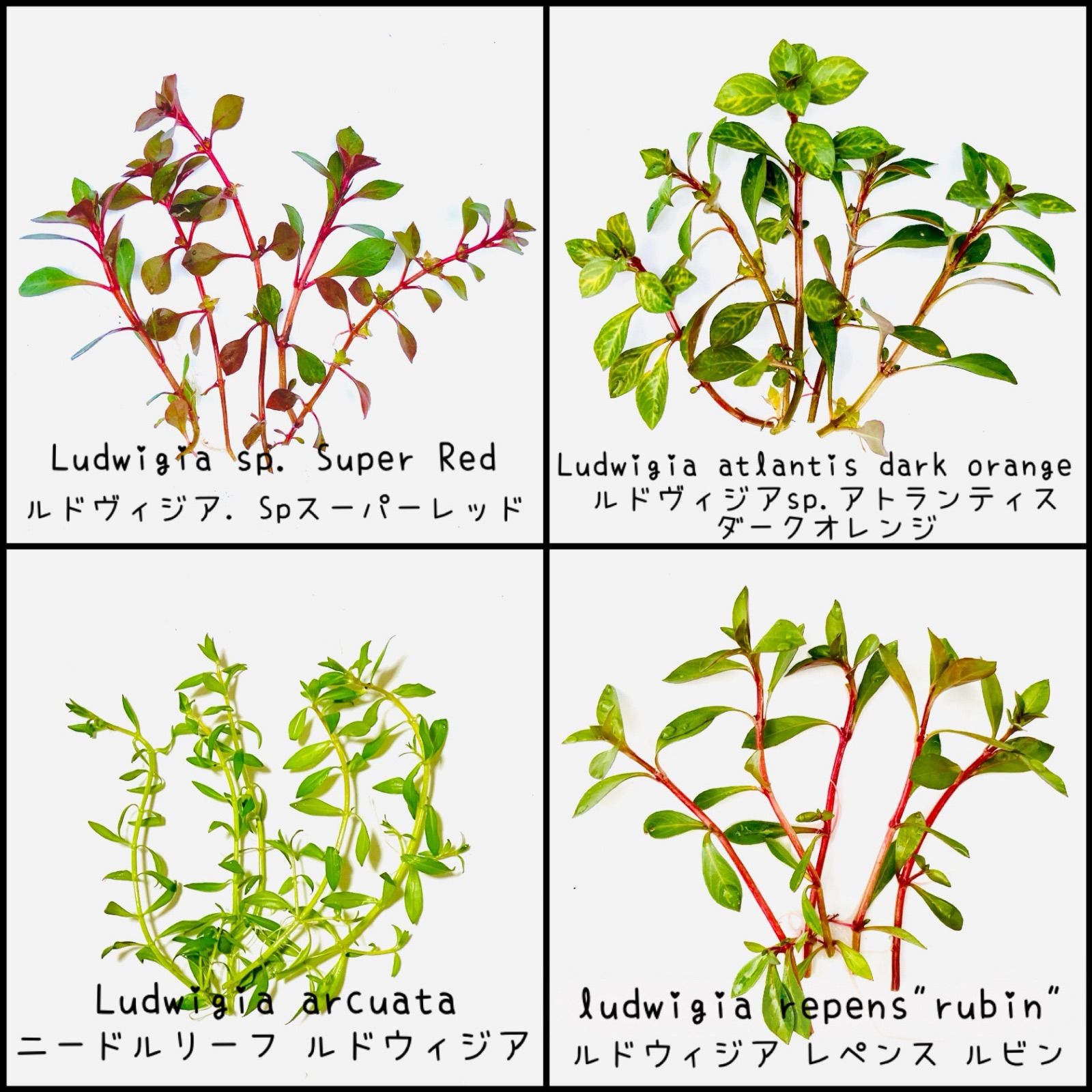 水草 セット （浮草無し） 品種おまかせ 水上葉 5品種セット