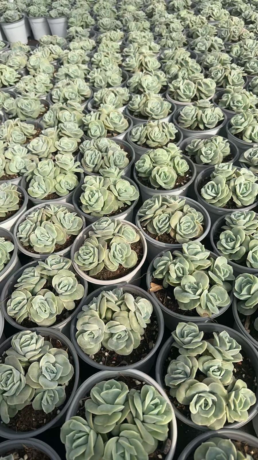 ラブリーローズ錦白斑 カット苗 斑綺麗 ラブリーローズ 錦 繁殖木 子株2つ