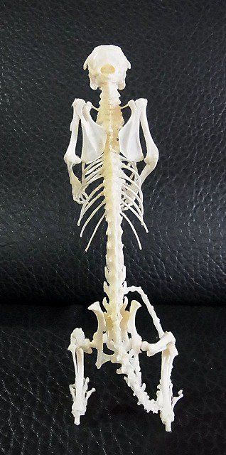 お勧め！インドネシア ドブネズミ（ラット）の骨格標本 B - メルカリ